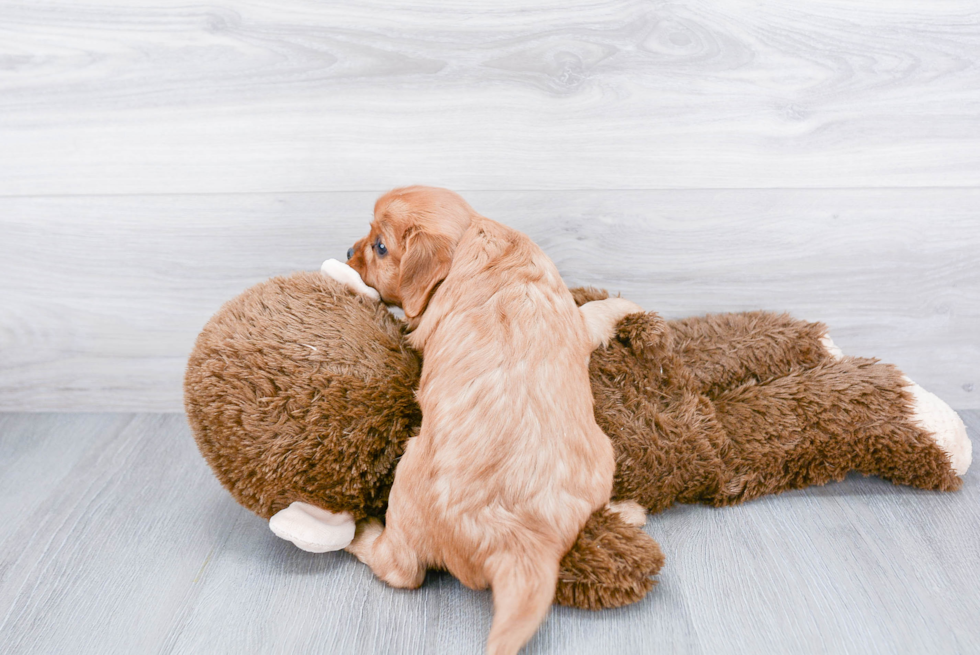 Best Cavalier King Charles Spaniel Baby
