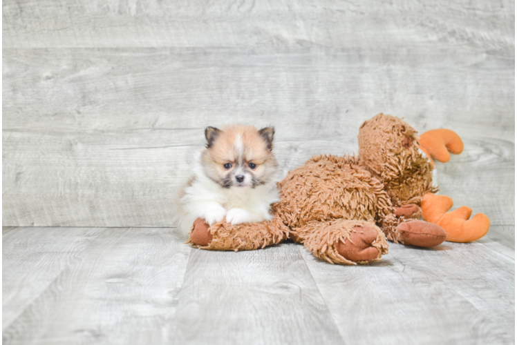 Hypoallergenic Pomeranian Baby