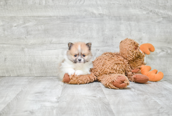 Hypoallergenic Pomeranian Baby