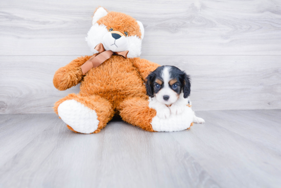 Cavalier King Charles Spaniel Pup Being Cute