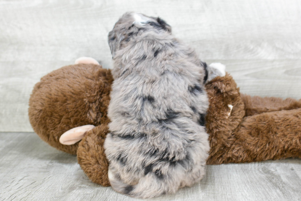 Mini Bernedoodle Pup Being Cute