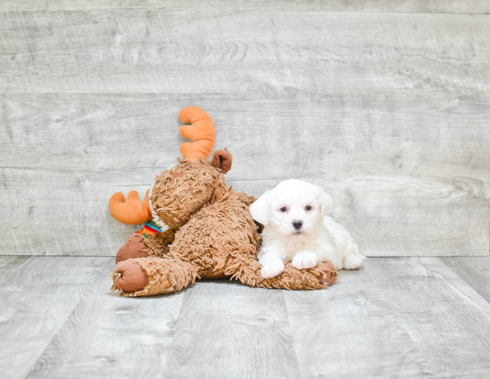 Teddy Bear Puppy for Adoption