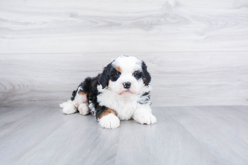 Mini Bernedoodle Pup Being Cute