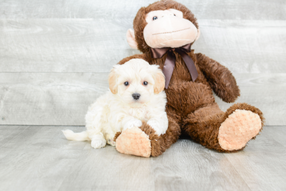 Little Maltepoo Poodle Mix Puppy