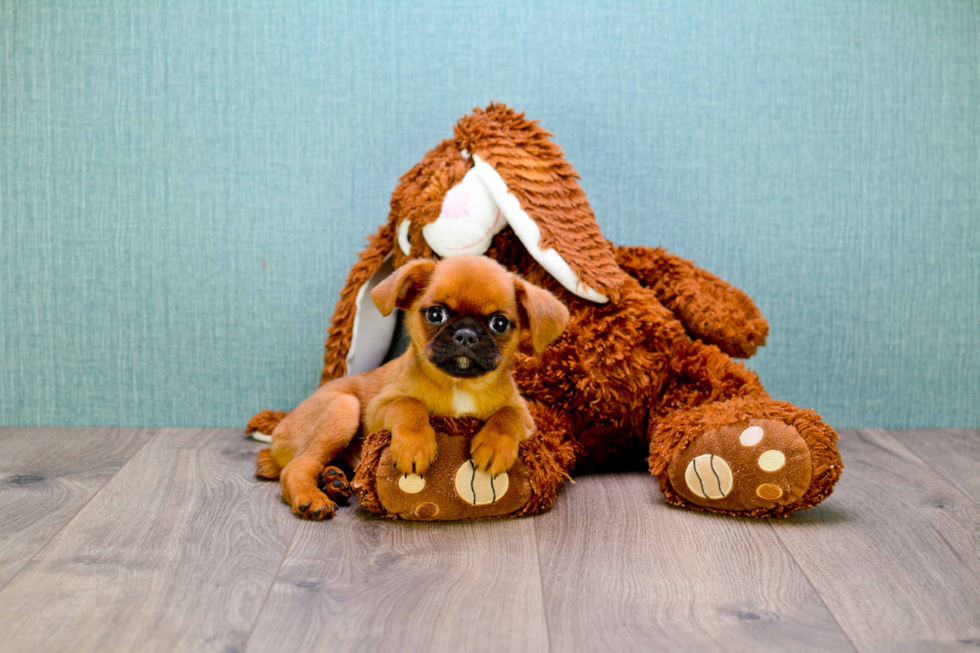 Cute Brussels Griffon Mix Puppy