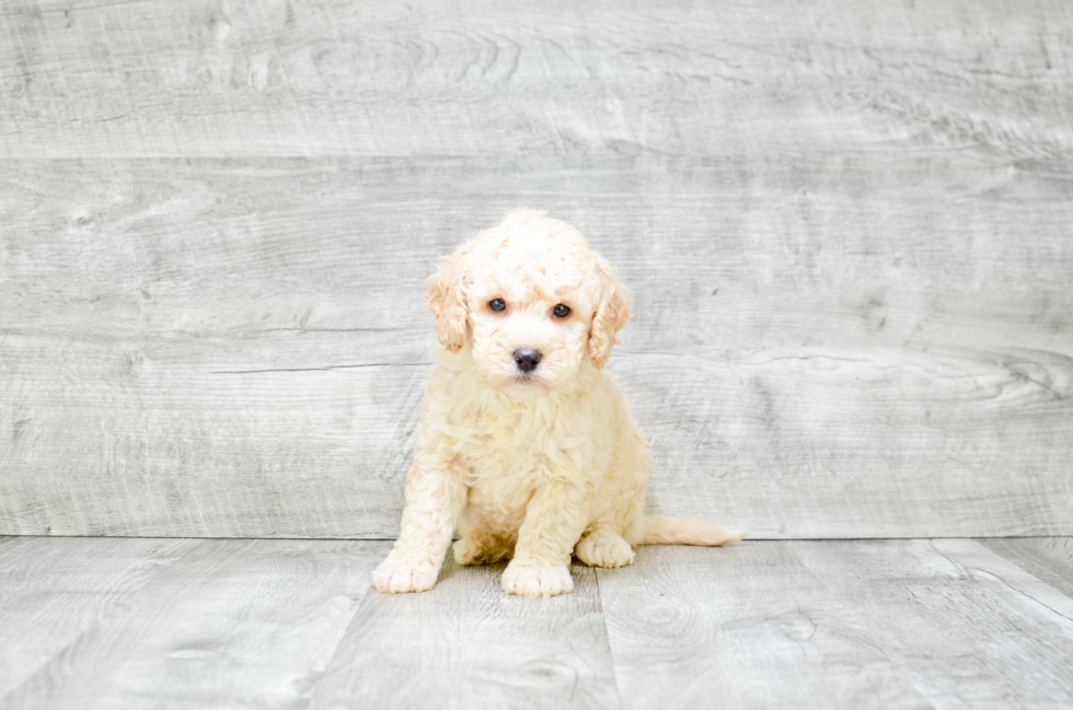 Mini Goldendoodle Puppy for Adoption