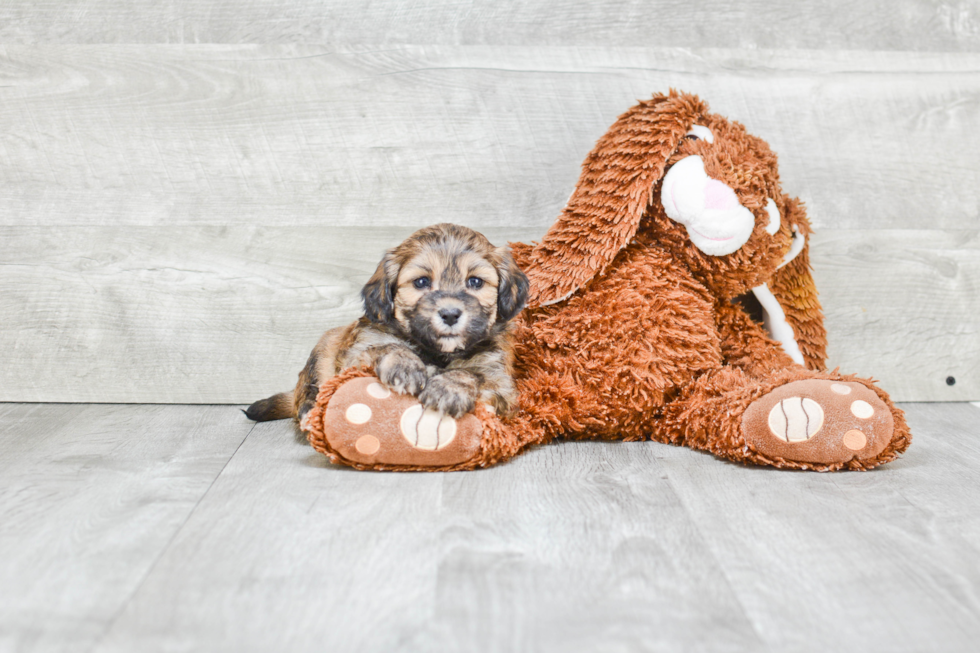 Funny Teddy Bear Designer Pup