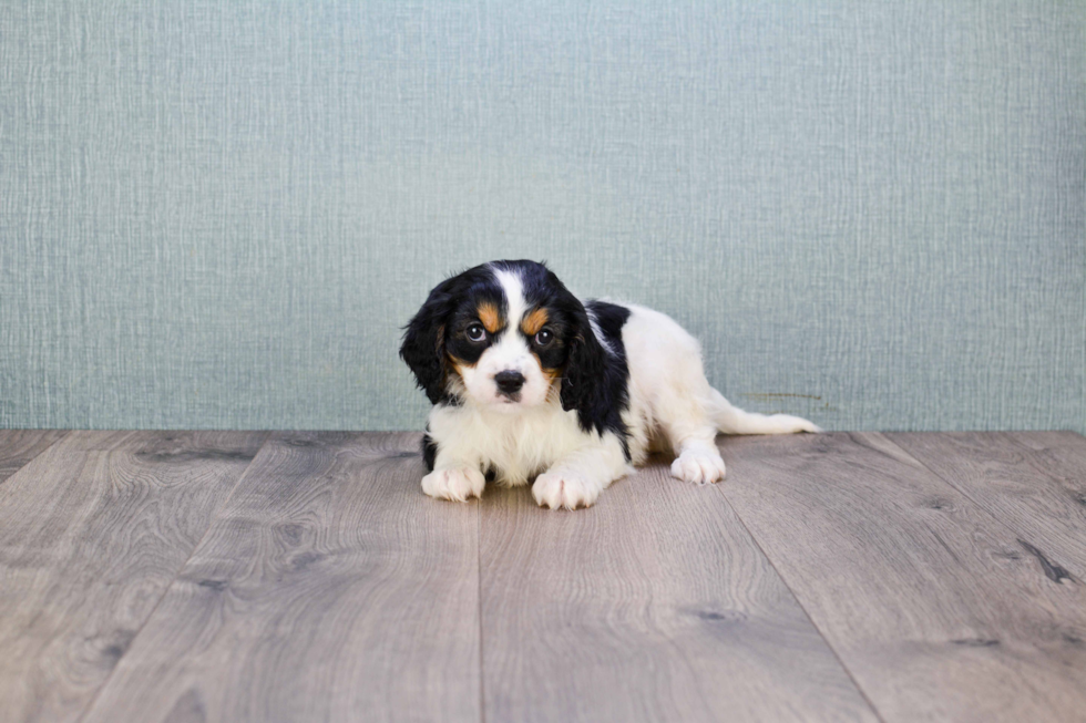 Best Cavalier King Charles Spaniel Baby