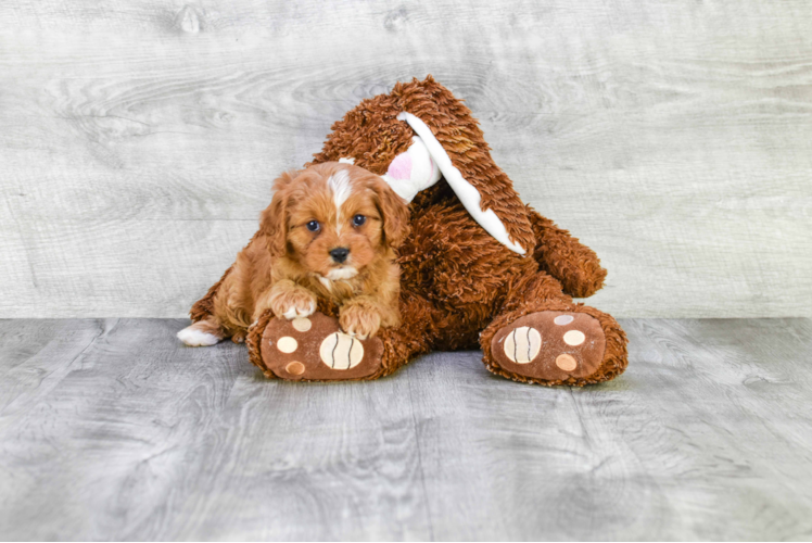 Petite Cavapoo Poodle Mix Pup