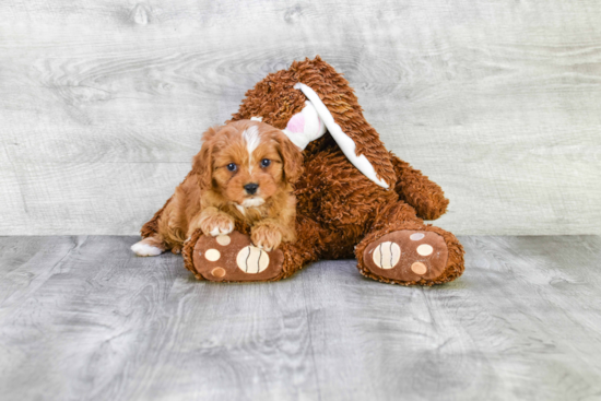 Petite Cavapoo Poodle Mix Pup