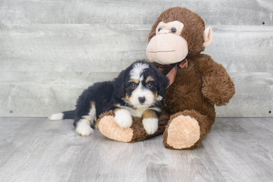 Adorable Mini Berniedoodle Poodle Mix Puppy