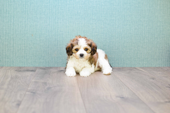 Playful Cavalier Designer Puppy