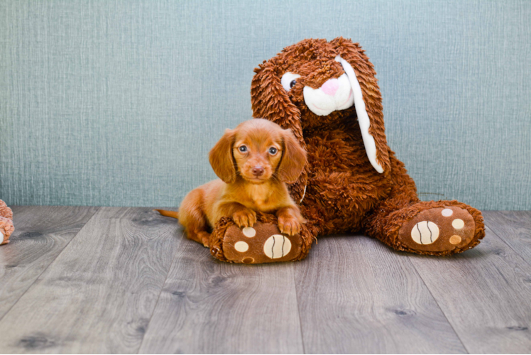 Cute Dachshund Purebred Puppy