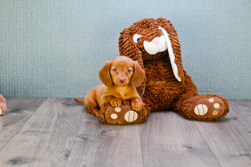 Cute Dachshund Purebred Puppy