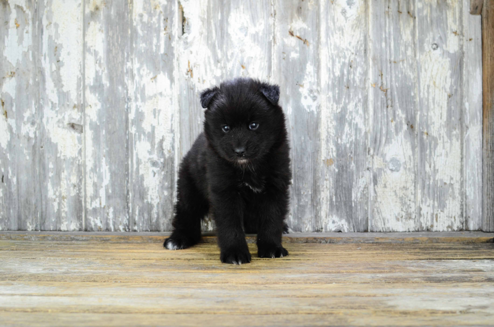 Pomsky Pup Being Cute