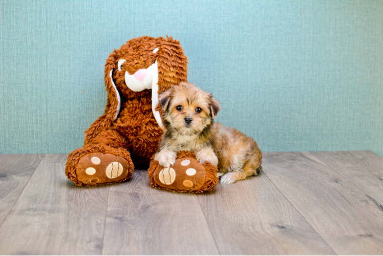 Best Morkie Baby