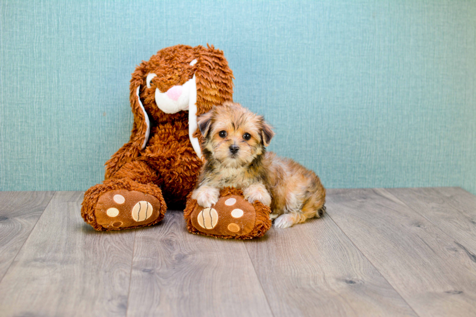 Best Morkie Baby