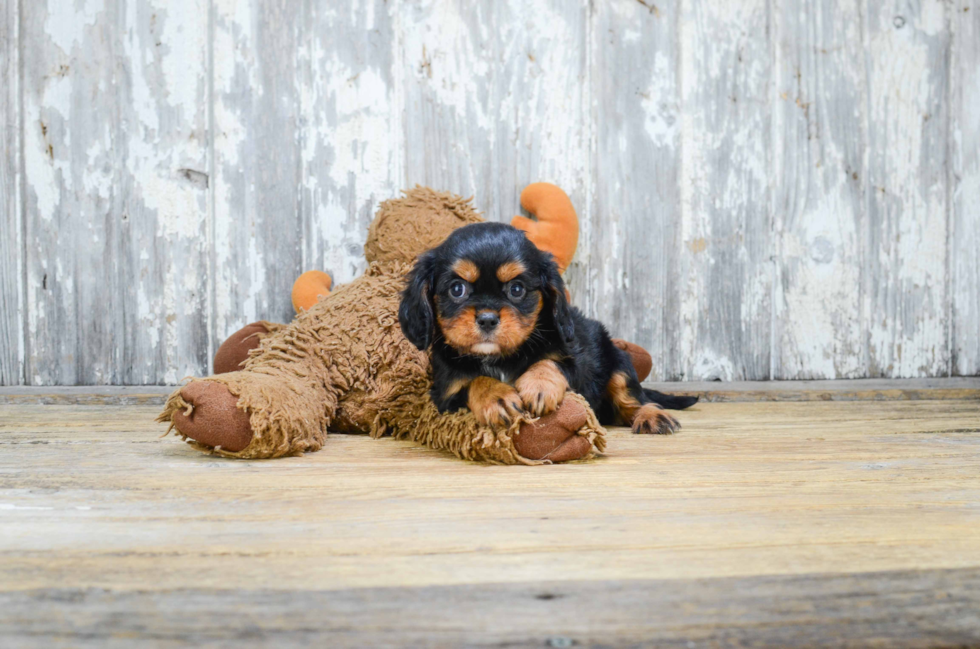 Adorable Cavalier King Charles Spaniel Purebred Puppy