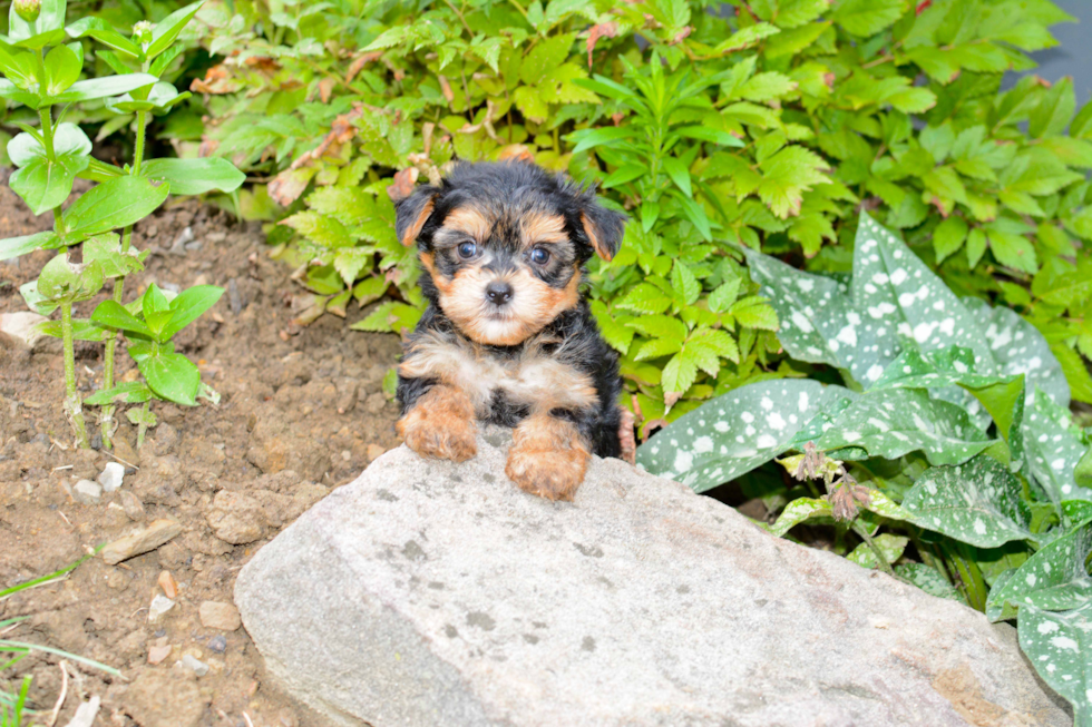 Sweet Morkie Baby