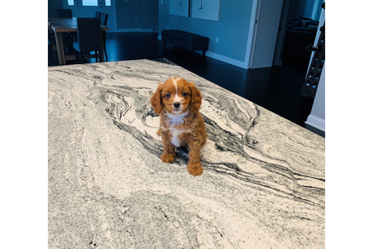 Adorable Cavoodle Poodle Mix Puppy