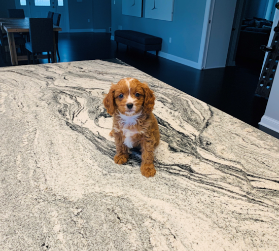 Adorable Cavoodle Poodle Mix Puppy