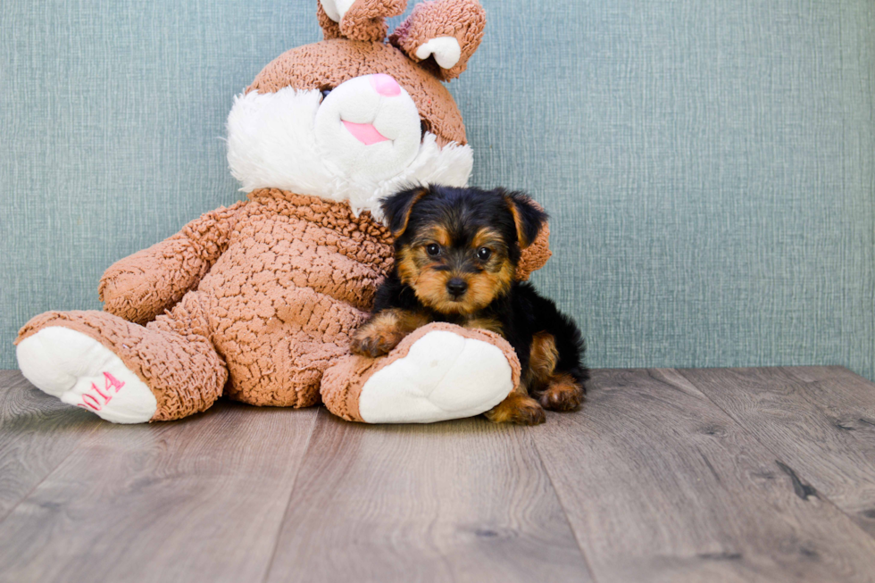 Meet Izzie - our Yorkshire Terrier Puppy Photo 