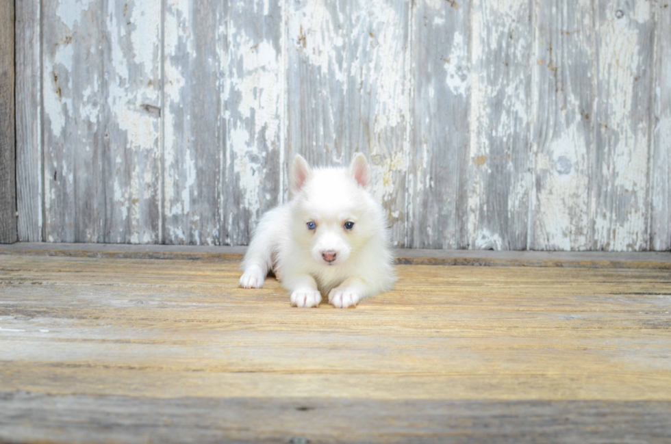 Pomsky Pup Being Cute