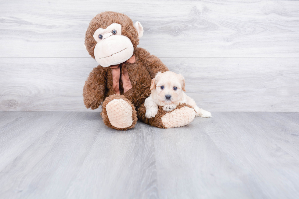 Friendly Cavachon Baby