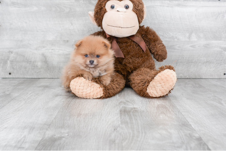 Energetic Pomeranian Purebred Puppy