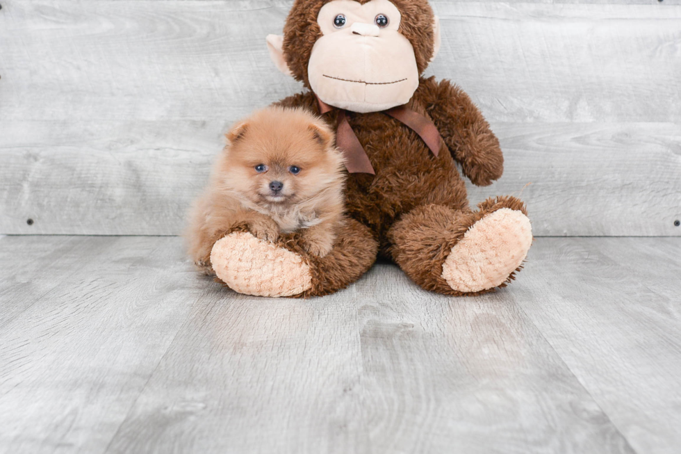 Energetic Pomeranian Purebred Puppy