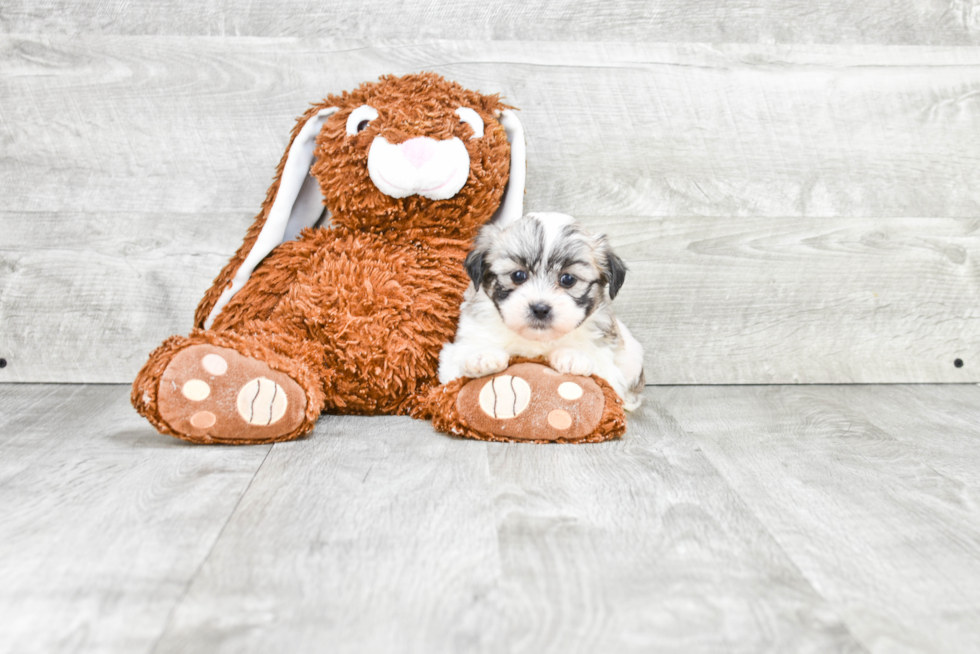 Happy Teddy Bear Baby