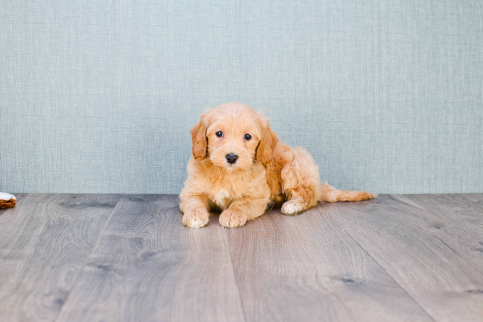 Fluffy Mini Goldendoodle Poodle Mix Pup