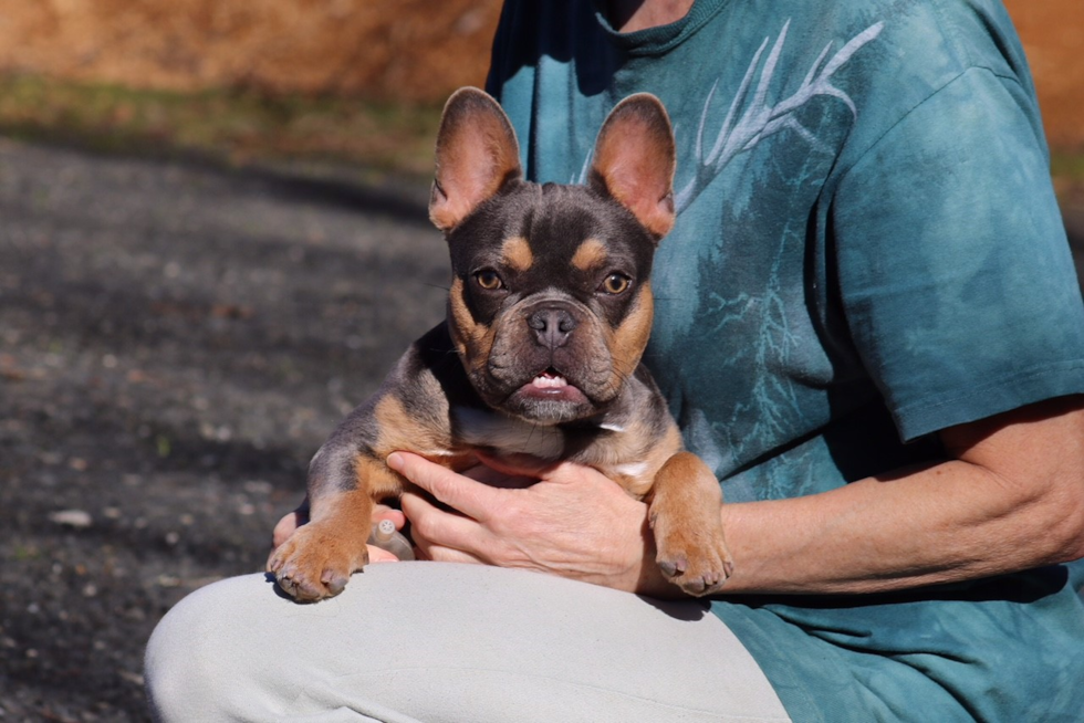 French Bulldog Pup Being Cute