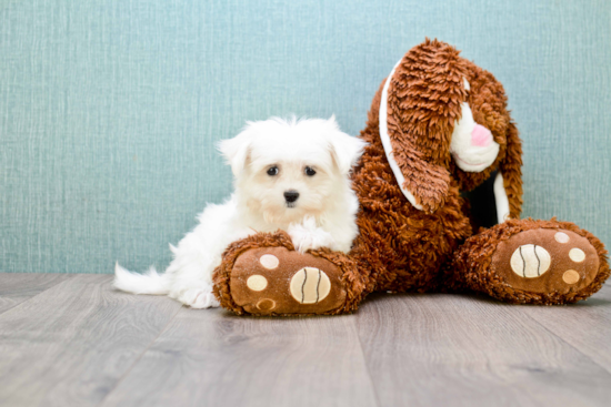 Popular Maltese Purebred Pup