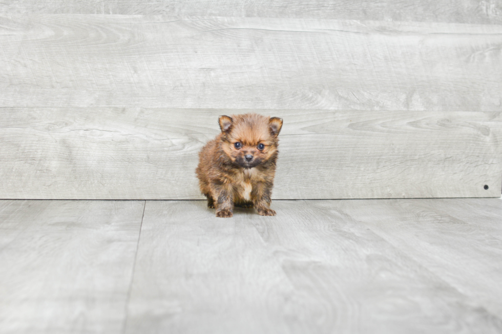 Energetic Pomeranian Purebred Puppy