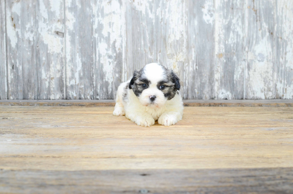 Teddy Bear Puppy for Adoption