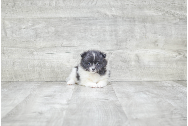 Little Pomeranian Baby