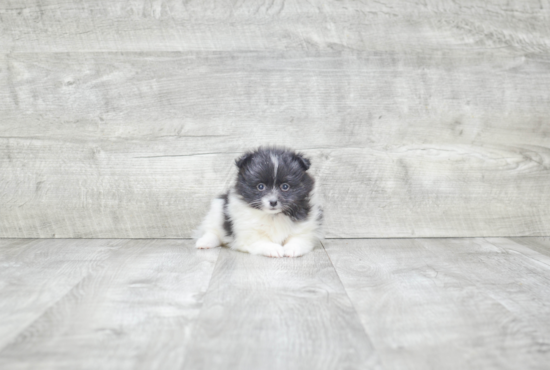 Little Pomeranian Baby