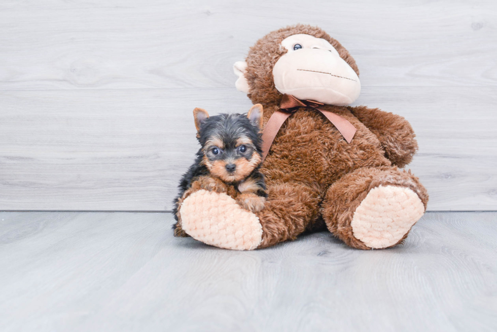 Meet Beckham - our Yorkshire Terrier Puppy Photo 