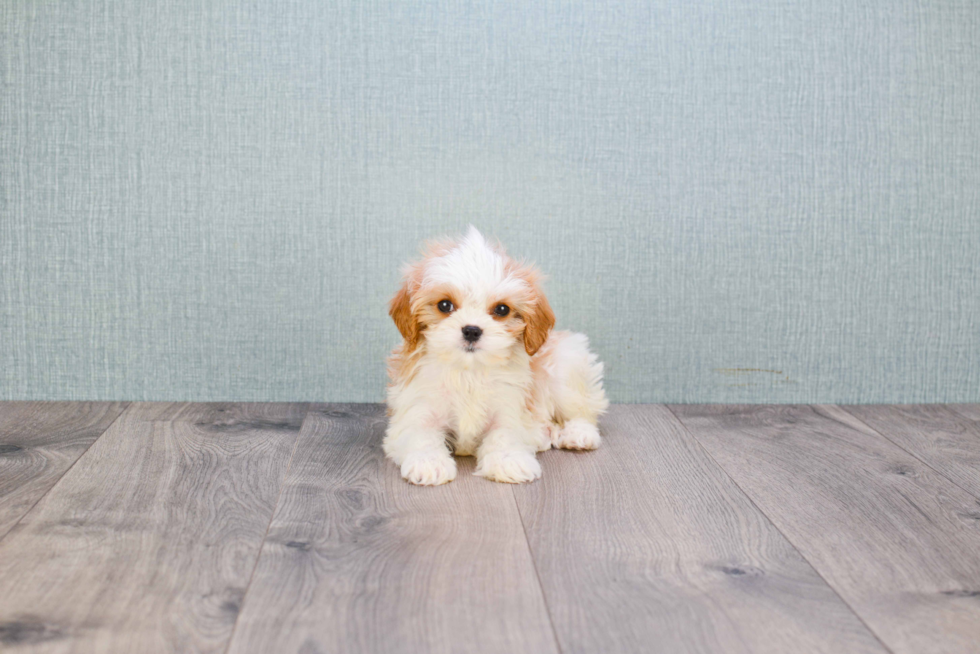 Funny Cavachon Designer Pup