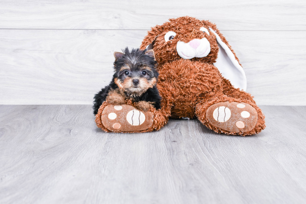 Meet Avery - our Yorkshire Terrier Puppy Photo 