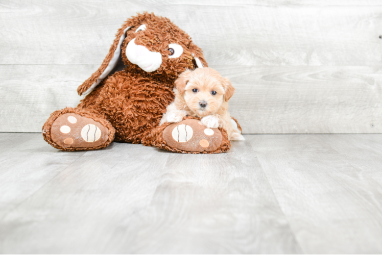 Maltipoo Puppy for Adoption