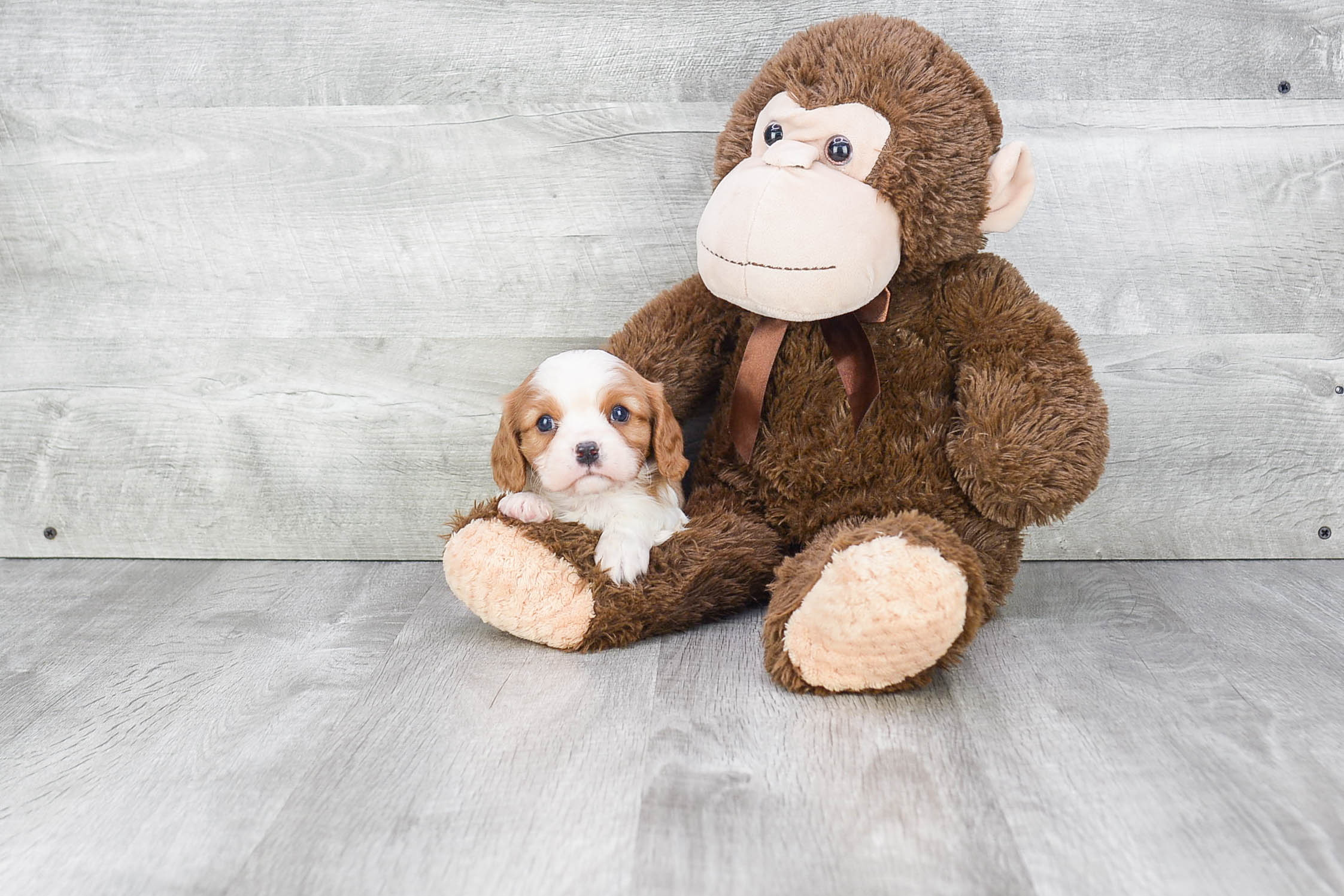 Small Cavalier King Charles Spaniel Baby