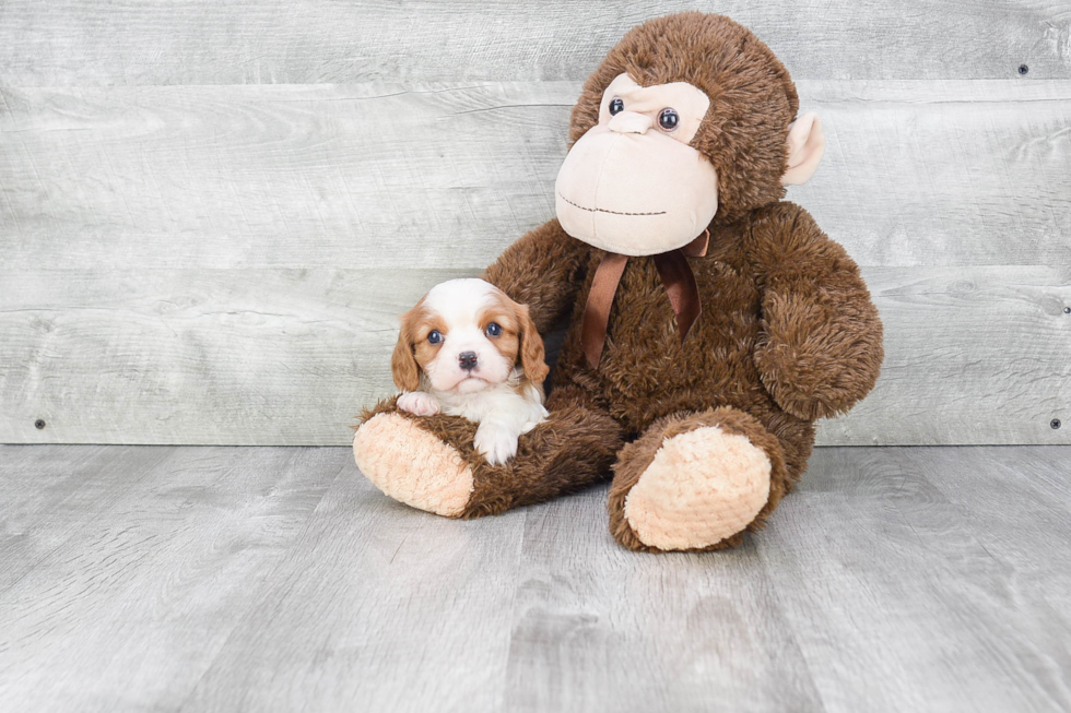 Small Cavalier King Charles Spaniel Baby