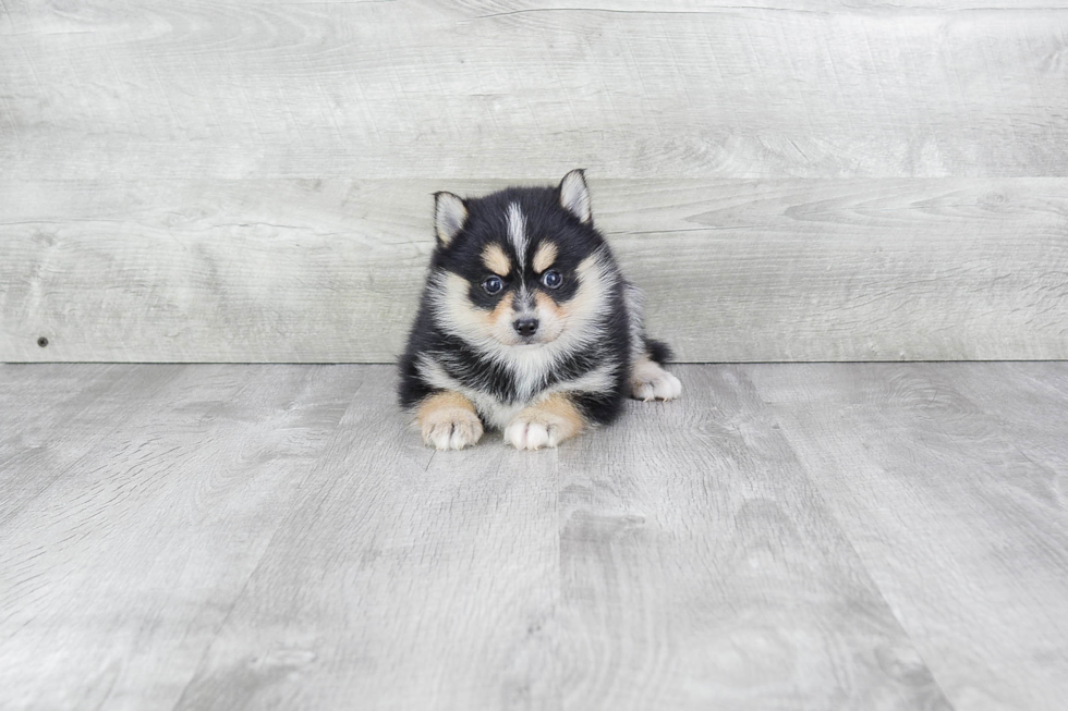 Sweet Pomsky Baby