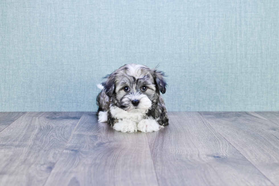 Happy Havanese Purebred Puppy