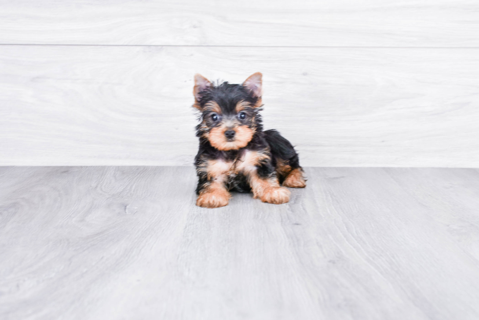 Meet Capone - our Yorkshire Terrier Puppy Photo 