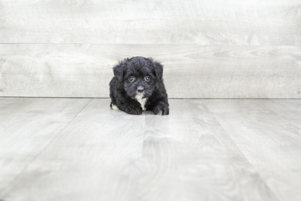 Mini Bernedoodle Pup Being Cute