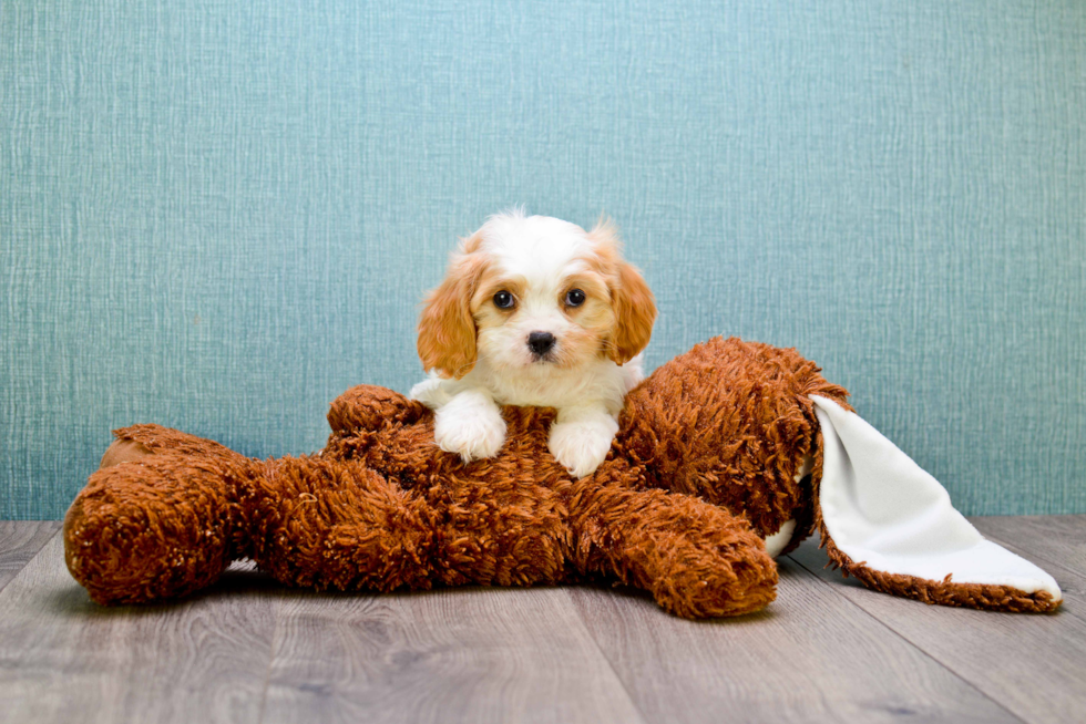 Funny Cavachon Designer Pup