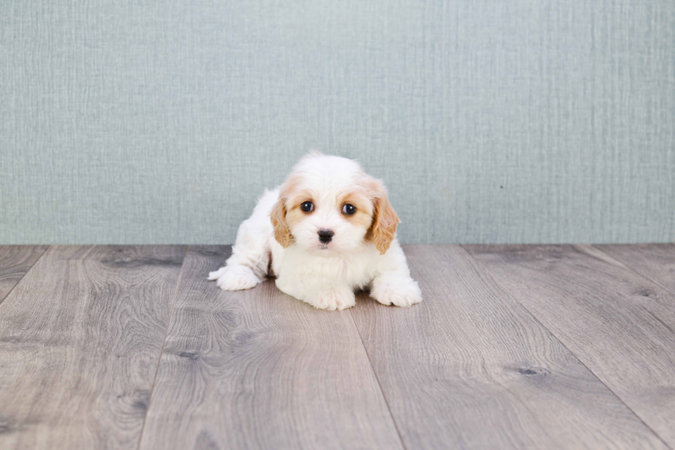 Cavachon Puppy for Adoption